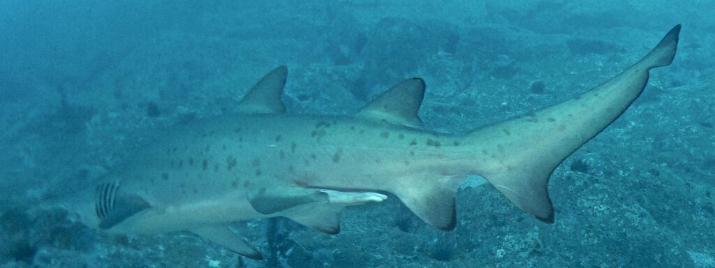 a0c923fd-14ec-4069-ae9a-83a55ba7d122