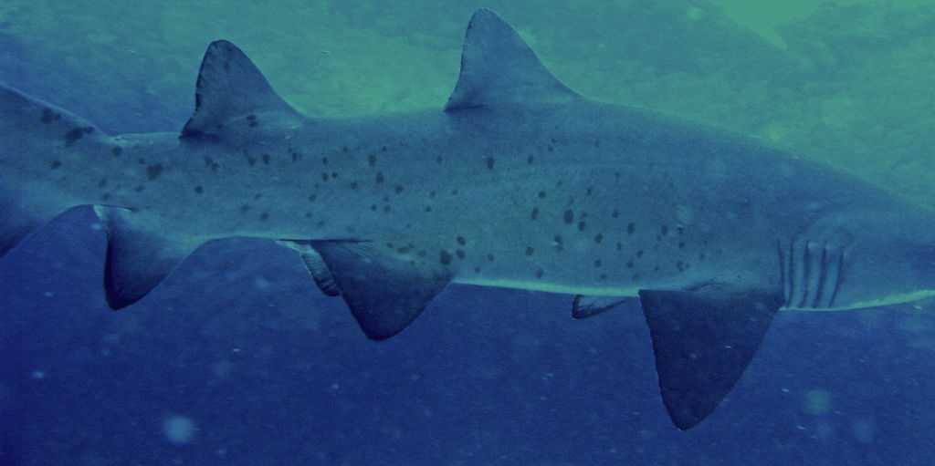 0eee0077-fc06-40ee-90cd-445c86116a8f