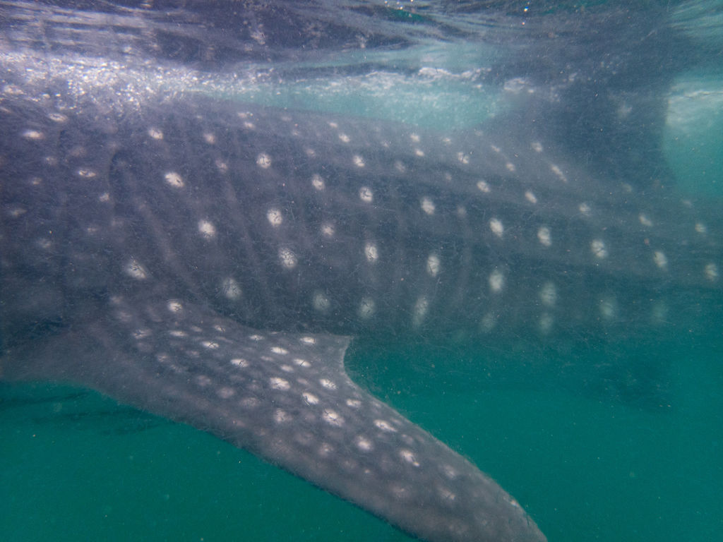 ecefbdeb-b946-4a30-8162-a766c7bf4675