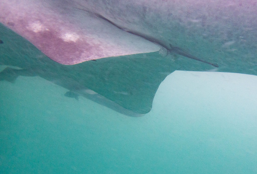 ecefbdeb-b946-4a30-8162-a766c7bf4675