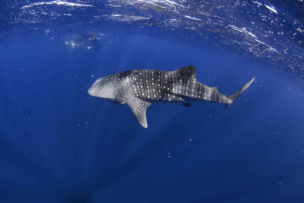 d6e5c1d0-e76a-421b-80ea-ee8bc2f380d4