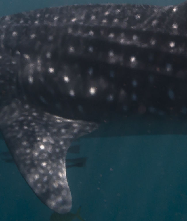 7d7e8895-a28c-4d20-9f96-62370aa578ae