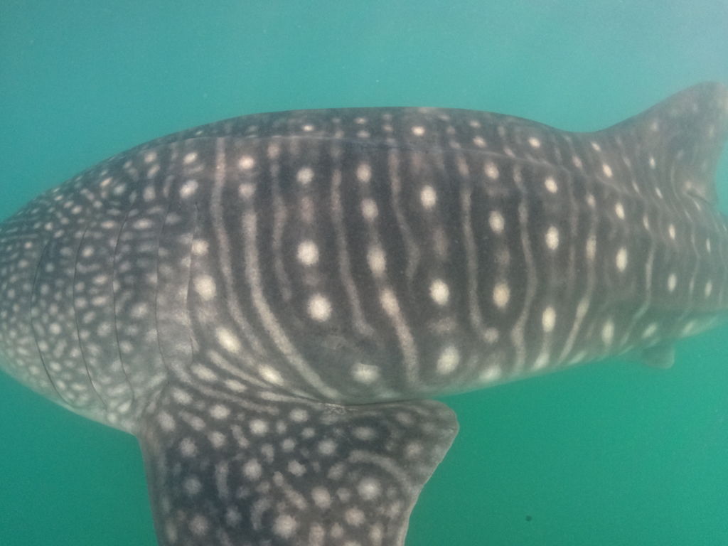 0c93cc1e-1a89-4b21-9a39-2914cf76ffaf