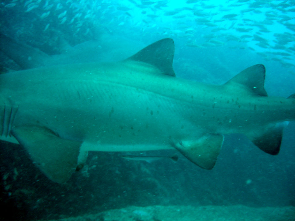 c51cea77-9e0c-42a5-bb42-6d58c96ce4ed