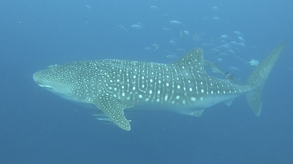 e8f6229b-65ae-4657-a10b-0905bbbb5f1f