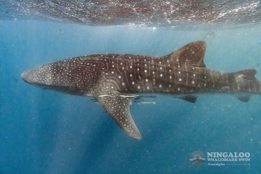 a8d75c44-8ac4-460d-9d88-3647bc272562