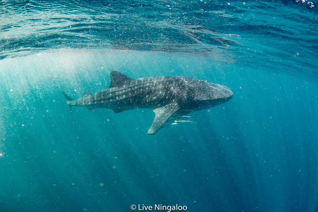 92eff3f7-ff19-4b74-af6c-c7b3f2650b27