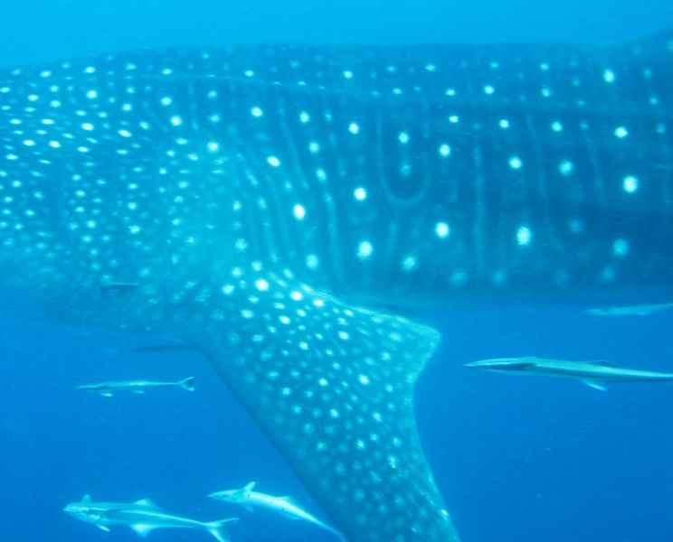 572c3066-6d56-4e32-a0a4-e8a37c9d875a