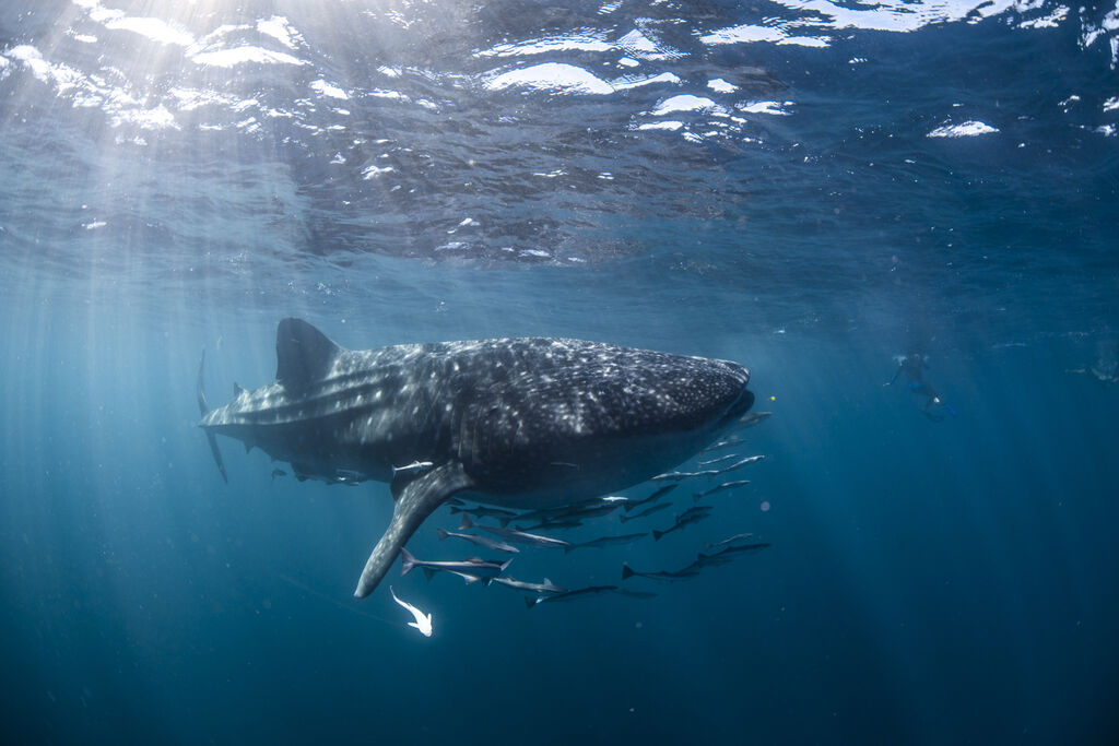 8f540420-8b5d-4a27-a00c-a8bc39c9732e