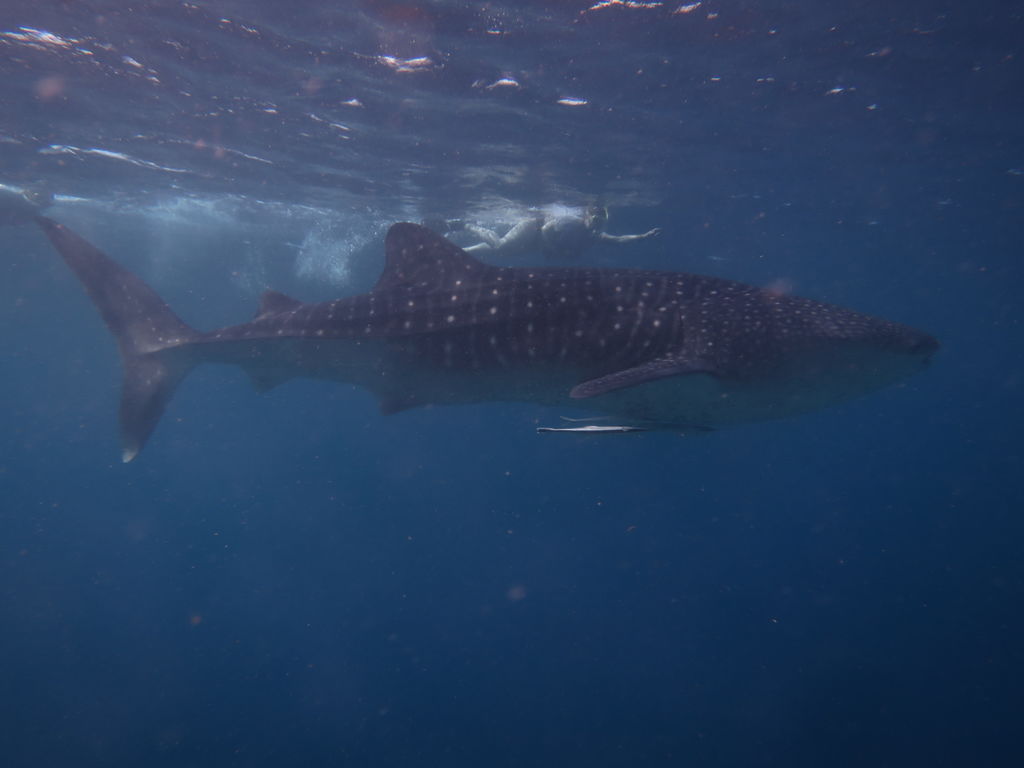 83291185-a105-4f48-be21-90bbb1b93954