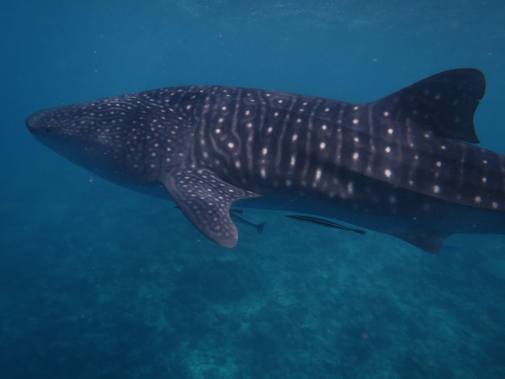 83291185-a105-4f48-be21-90bbb1b93954