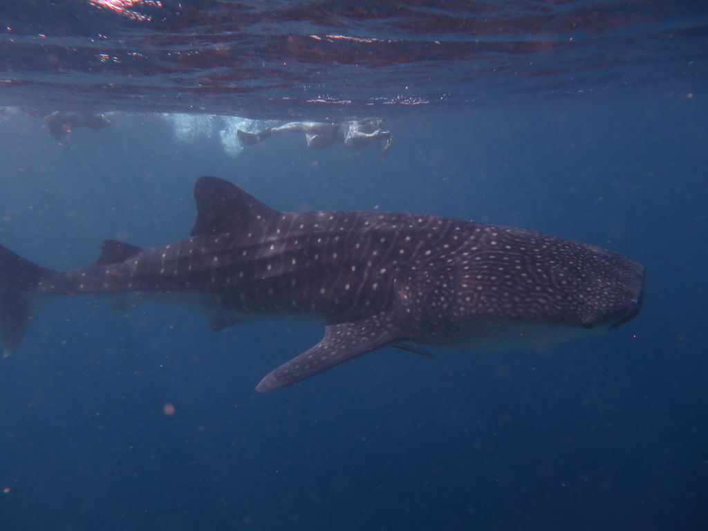 83291185-a105-4f48-be21-90bbb1b93954