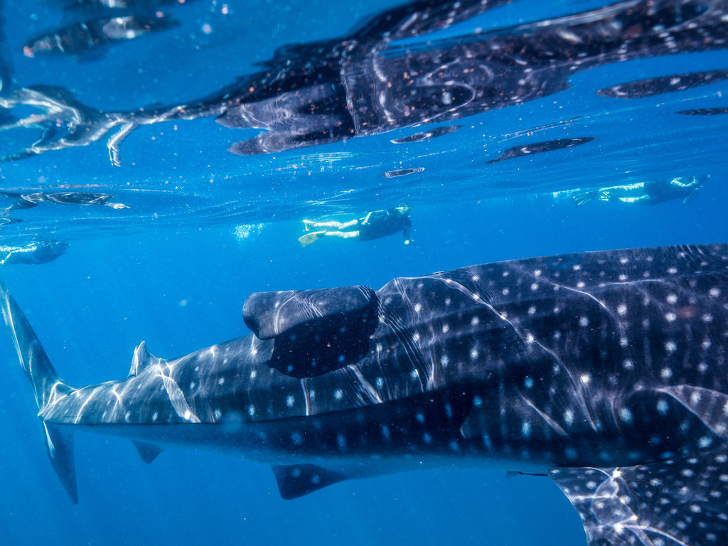 8178687b-509b-456c-96c0-45139cfd1e8a