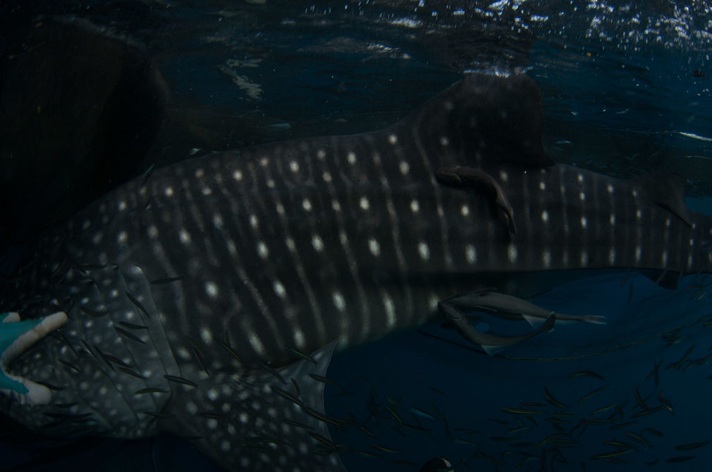 4e97ca73-6c79-4be9-9222-b39421433074