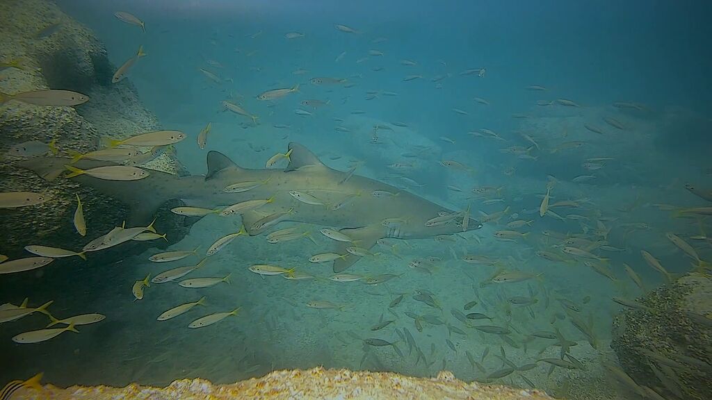 331ea0ad-4680-4daf-9a36-469f39e81e03