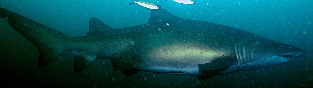 13556f08-6628-4dbd-ab18-31a56583431e