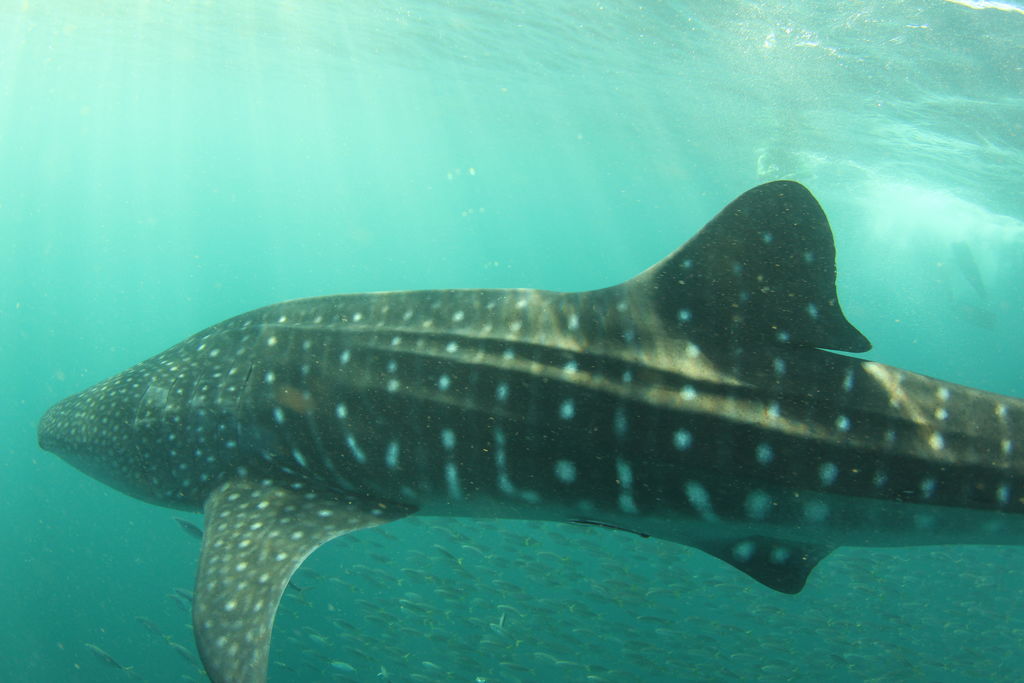 0e47c6e3-4294-4c47-9471-46f3531f04b9