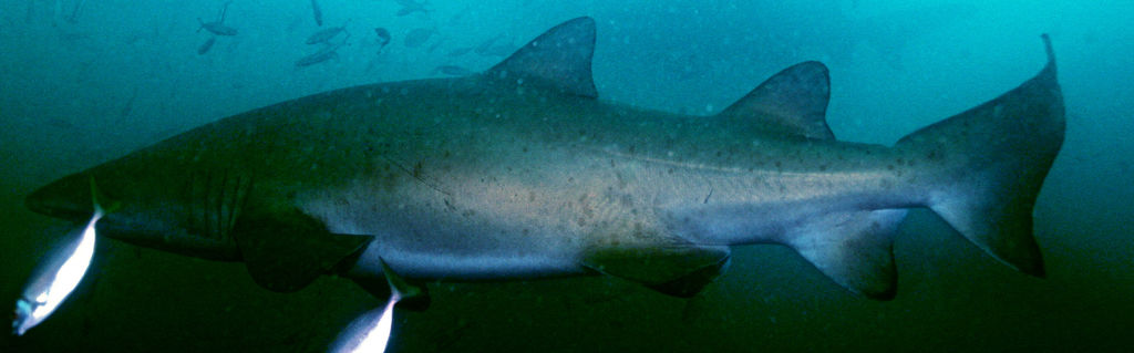 67f868ea-4ea1-4f25-b62f-f3f45d0cedff