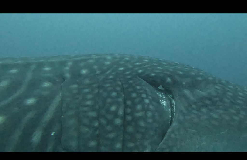 366cb017-7186-4600-b11b-6fc3ef34828e