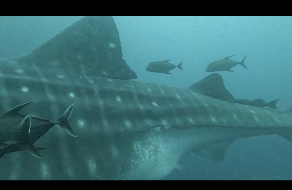 366cb017-7186-4600-b11b-6fc3ef34828e