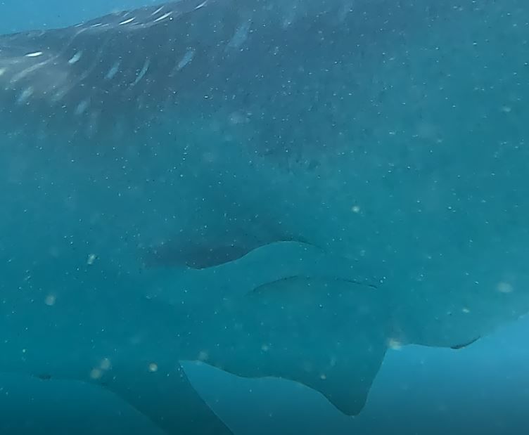 6445cf7e-f38d-4e3b-80f7-ac48ba4a2f74