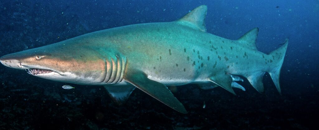 e99e226b-1c4f-4ed0-9761-b7c7152bf463