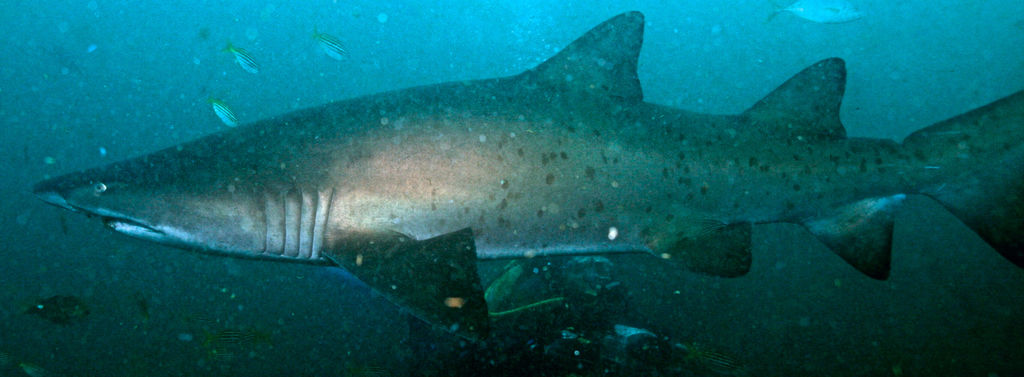 7a528646-f863-4202-8a38-21d394d70ccc