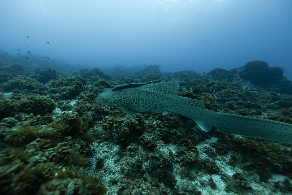 e1aef6cb-d23c-4f57-8cd7-3a56fa6e9dd8