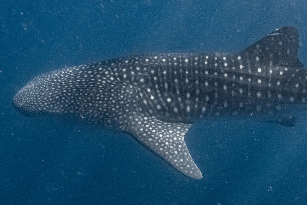 558d3b73-a17c-4dab-931d-ef526a197636