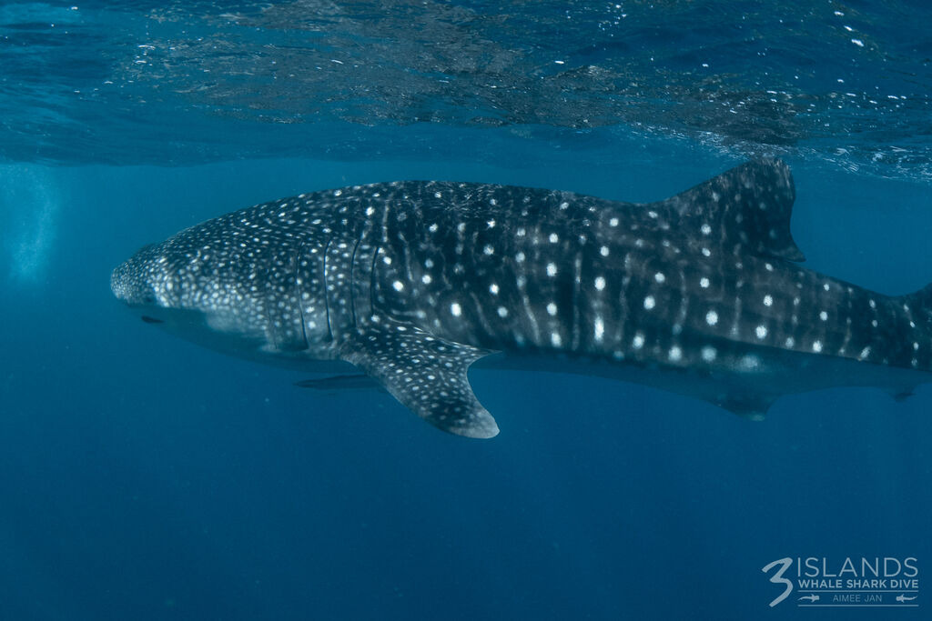 25faa725-63a4-4989-ac4d-b27659bf7373