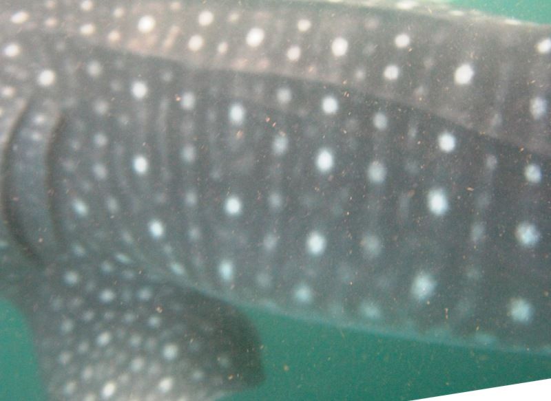 ea131e83-f7ab-4d1f-887e-ef1c23ef256b