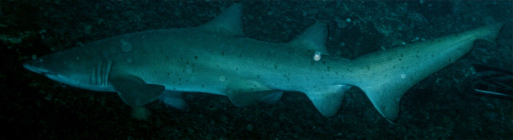 f5179d3a-a121-4f66-a19a-1d97624c250c