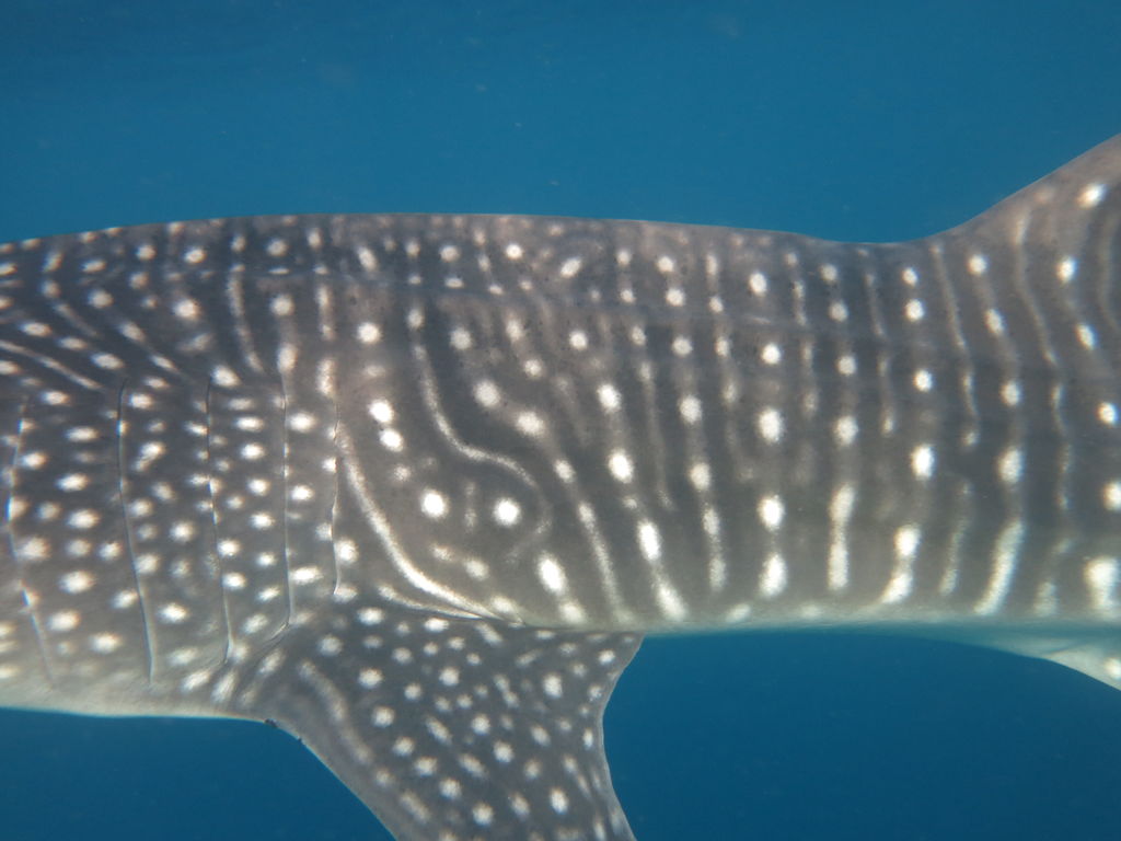 343dde3a-d08a-487b-8d99-b3870e760c58