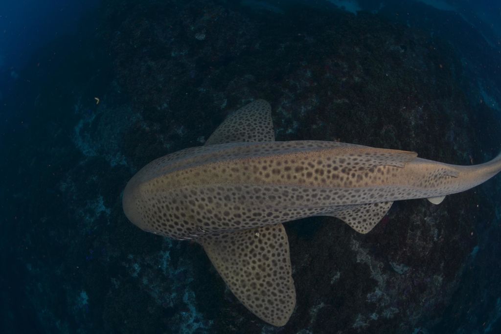 c0bd529d-f566-4e18-ab5e-e0db5e2885d9