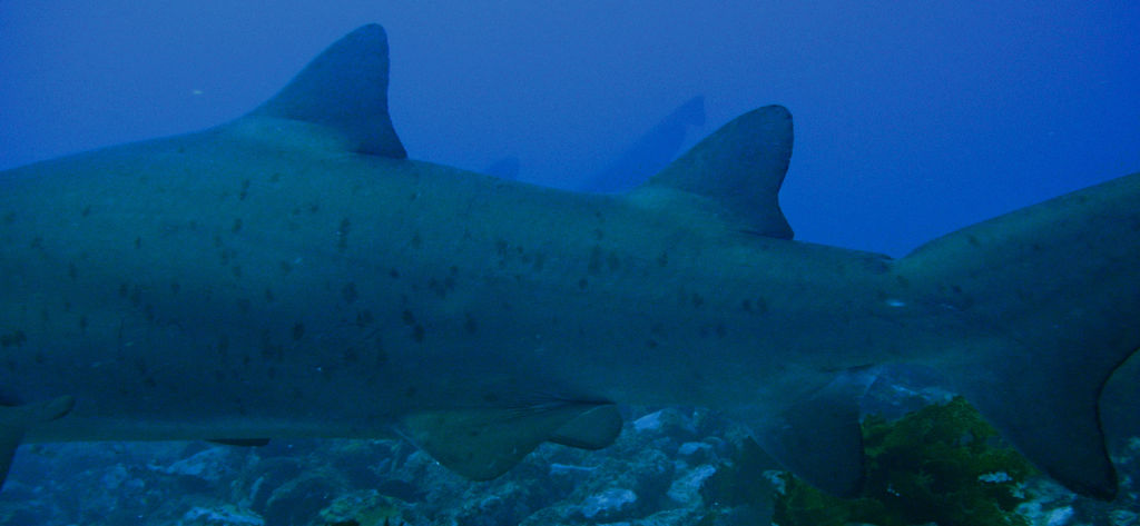 9a6d3b4d-f21e-44bb-8d1a-e5fa3990c4cb