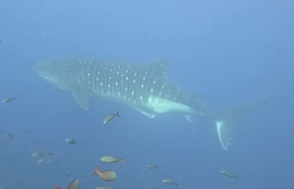 c21e8180-cbd8-4bef-b9ce-15cb30fb72f9