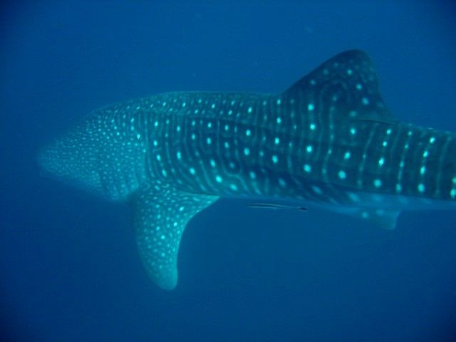 a33cb812-8a46-49bd-a097-0d0e316e4be3