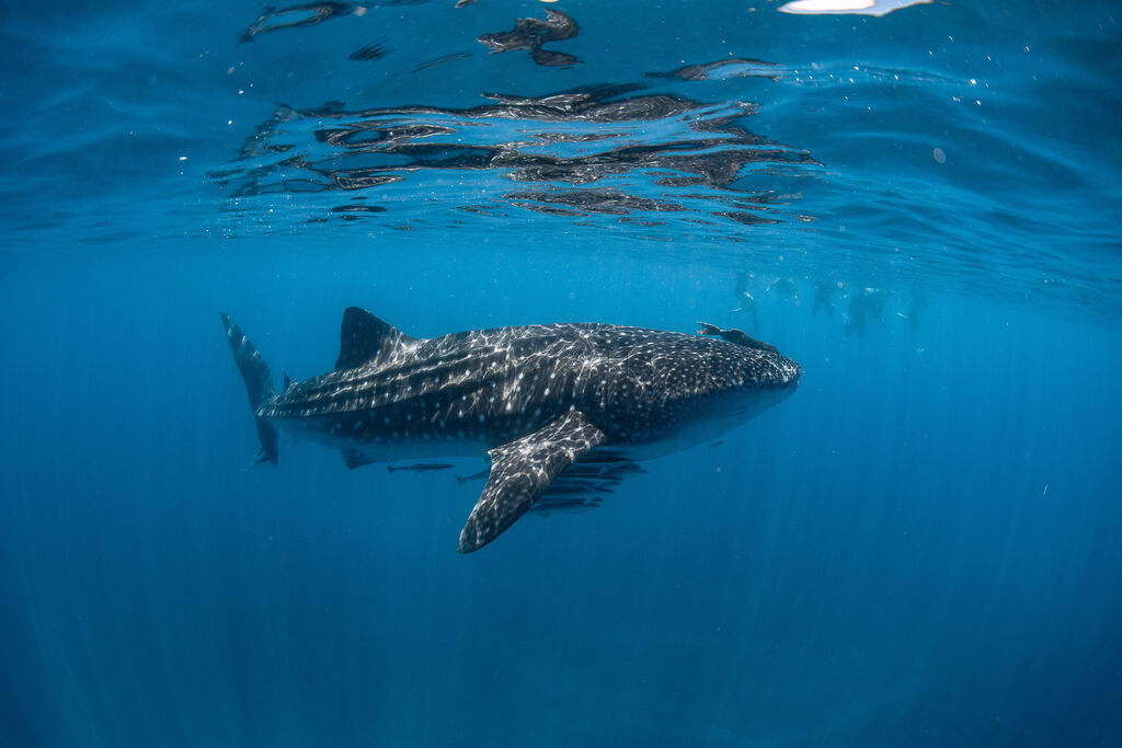 32527ec8-dc1d-4a0f-be14-ffa28f2c8077