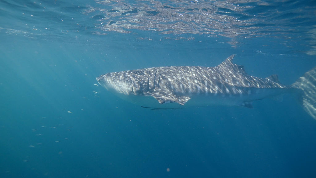 66fb71ef-daff-4415-9223-db6d5c2a844d