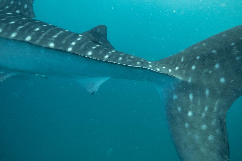 60720c19-5114-45ea-9e29-3cb9ae8f09cd