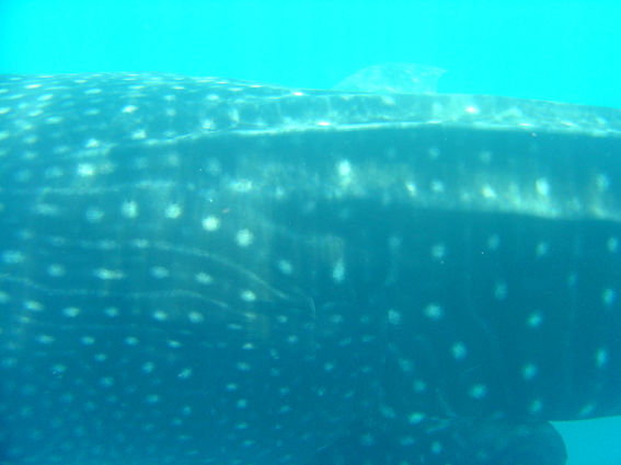 6e93a246-4570-4d8a-9eac-c53b01c33512