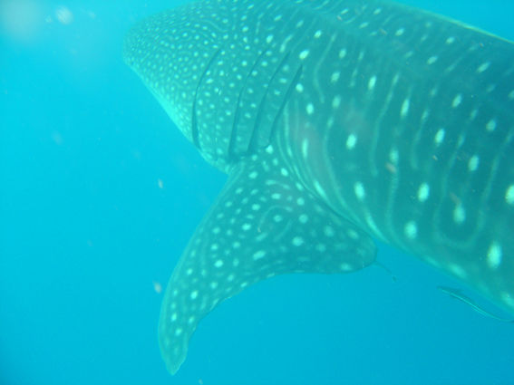 1852a48e-a9a2-4d6c-b6fd-df0812b71aab