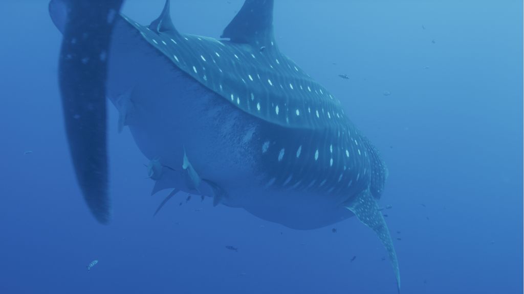 9cf97f04-82c3-47ef-8056-b2fb6c818412