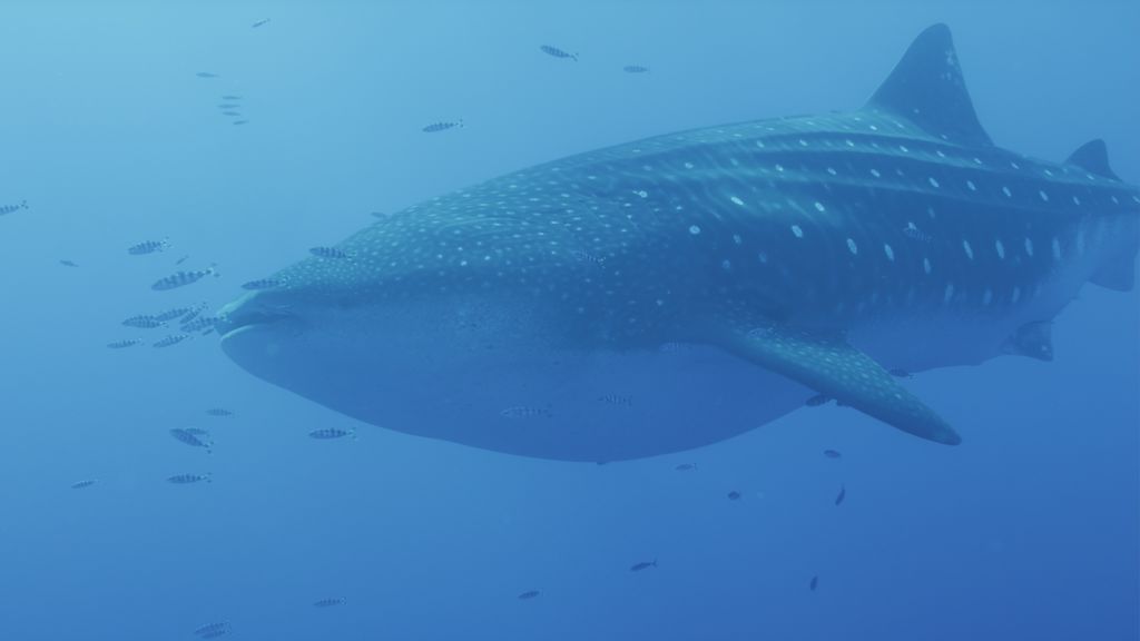 9cf97f04-82c3-47ef-8056-b2fb6c818412