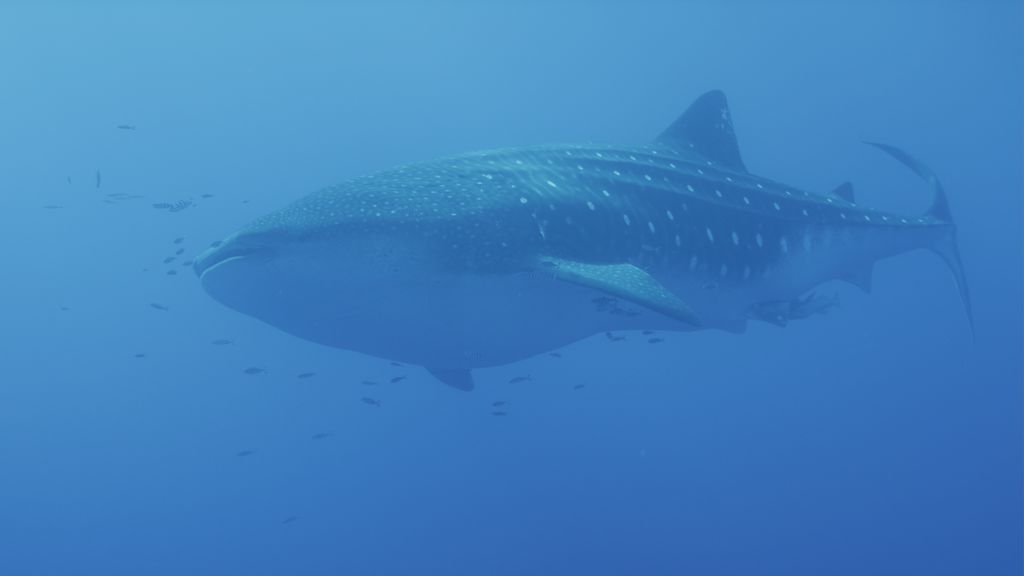 9cf97f04-82c3-47ef-8056-b2fb6c818412