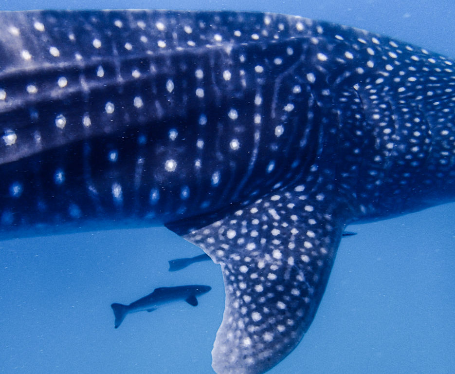 21f57d0e-3f24-43a4-a377-e03db9eb2d5e