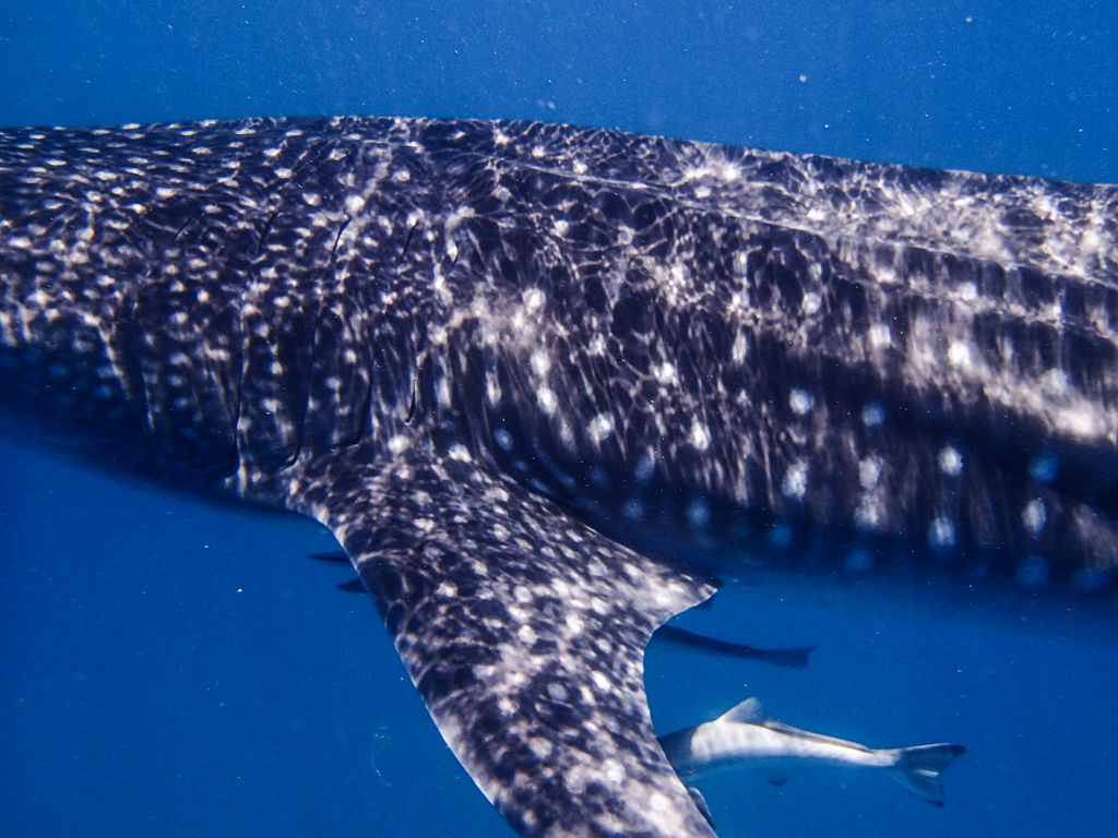 21f57d0e-3f24-43a4-a377-e03db9eb2d5e