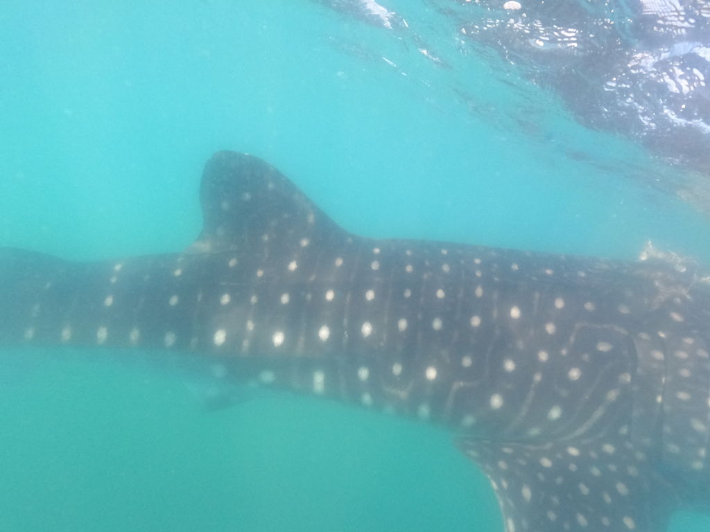 74f0818a-2ff2-4eb6-9899-5effef65965f