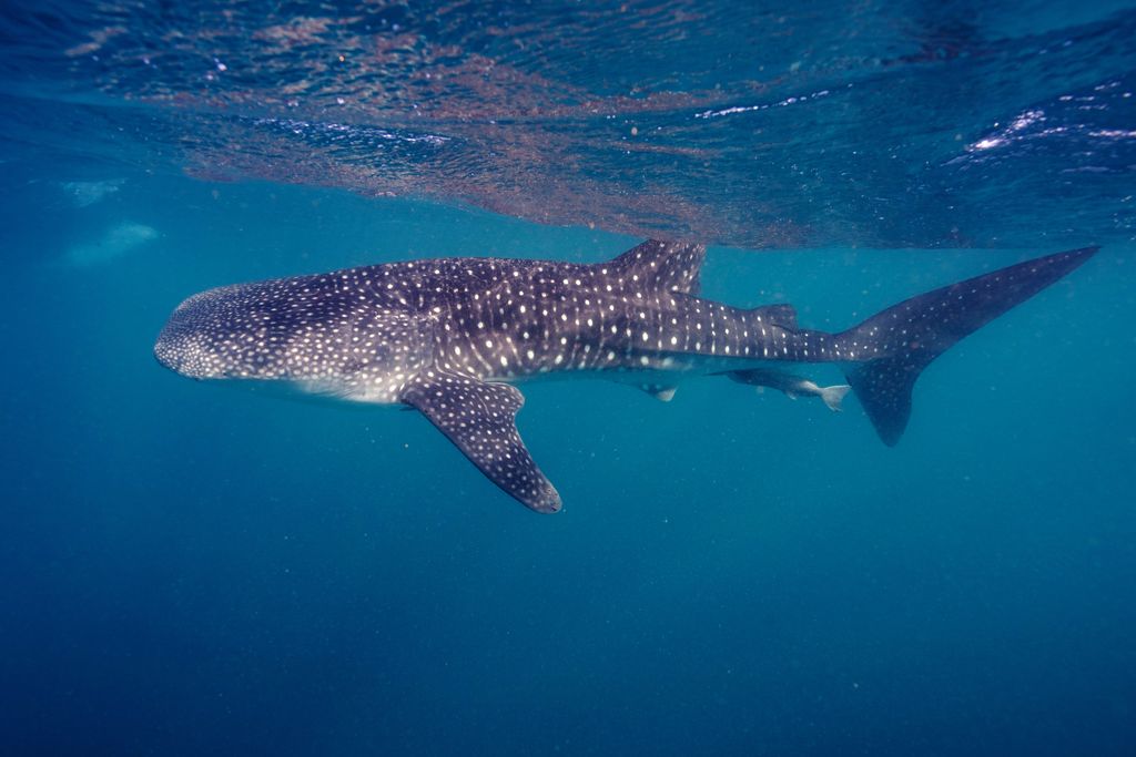 56e1db1c-1e31-4524-8c8f-1f6577bb76bc