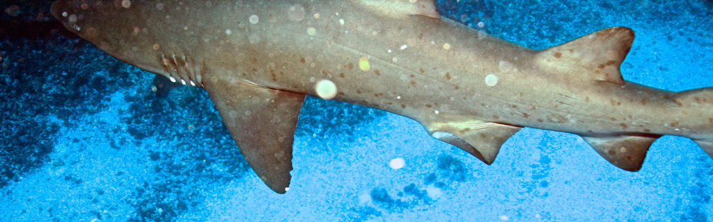 e165e5b3-3a4d-42de-9c3f-b1561bdd49ef